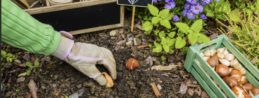 Outer Banks Ace nursery for veggies, herbs, perennials and more